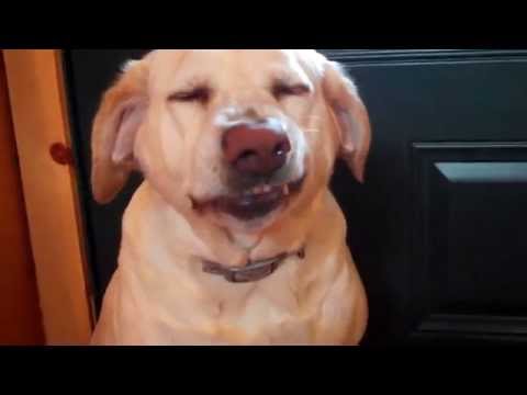 Denver the Guilty Dog
