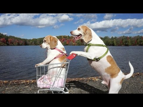 Funny Dogs Maymo & Penny's Epic Shopping Cart Voyage