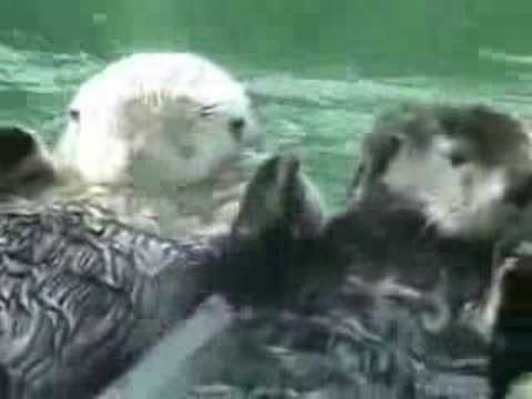 Otters Holding Hands – Music Video (2012)Portable speakers