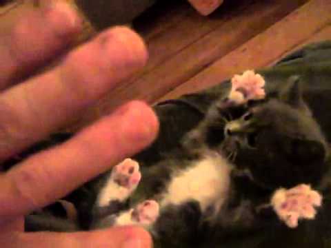 Surprised Kitty