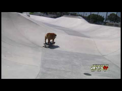 Tillman the Skateboarding Bulldog