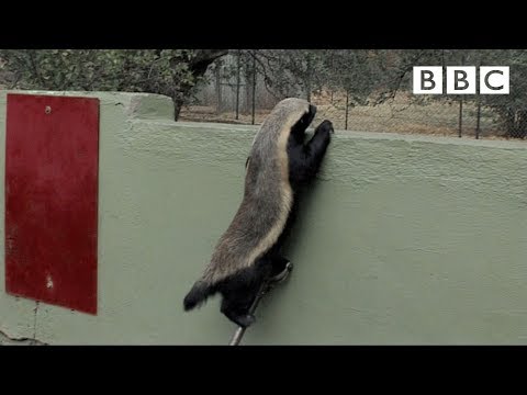 Stoffel: The Houdini of Honey Badgers